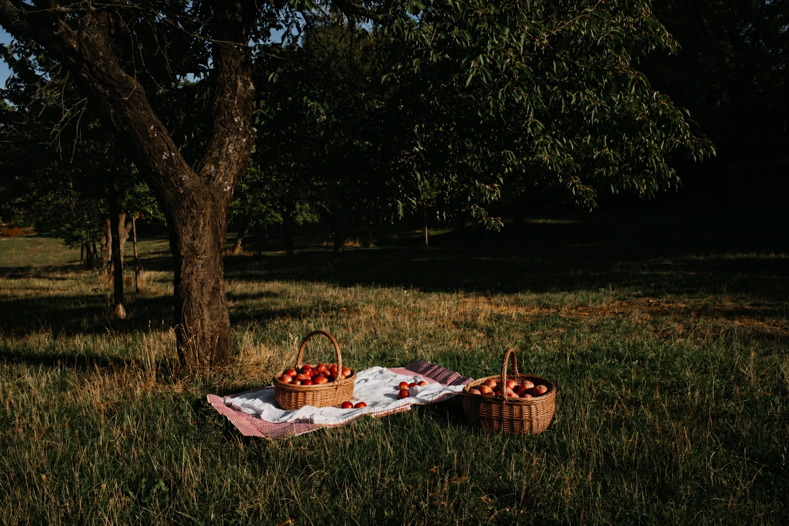 Podzimní pikniková scéna s dekou, jablky a košíky pod stromem